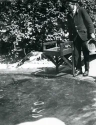 Un pingüino Gentoo se zambulle tras los peces que el cuidador acaba de lanzar a su piscina, Zoológico de Londres, junio de 1914